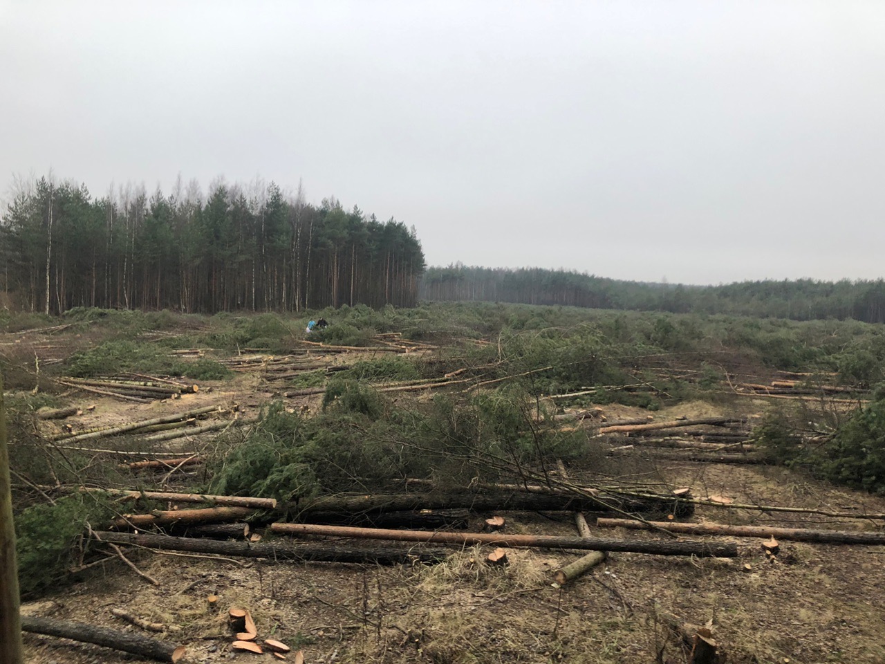 юнтоловский парк в приморском районе