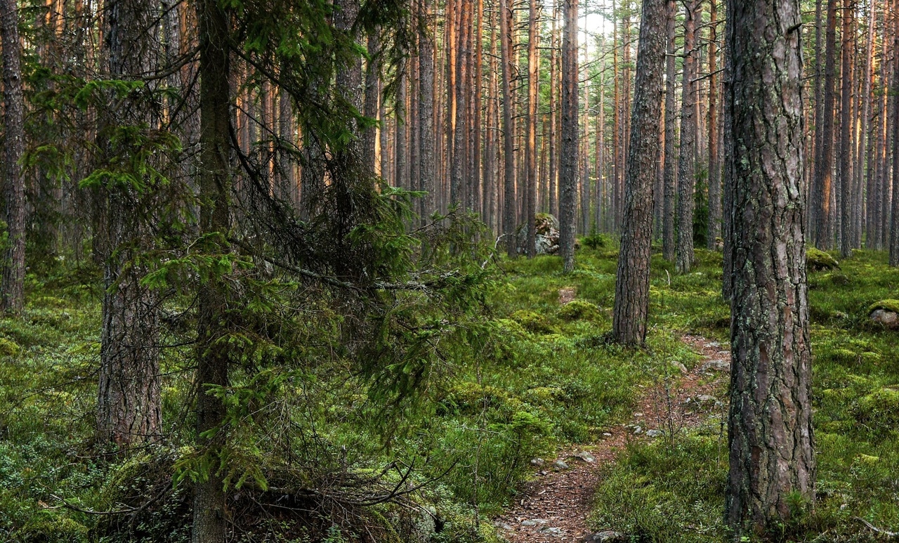 Приморский лес. Хвойные леса Приморья. Приморск лес. Лес в Приморском крае.